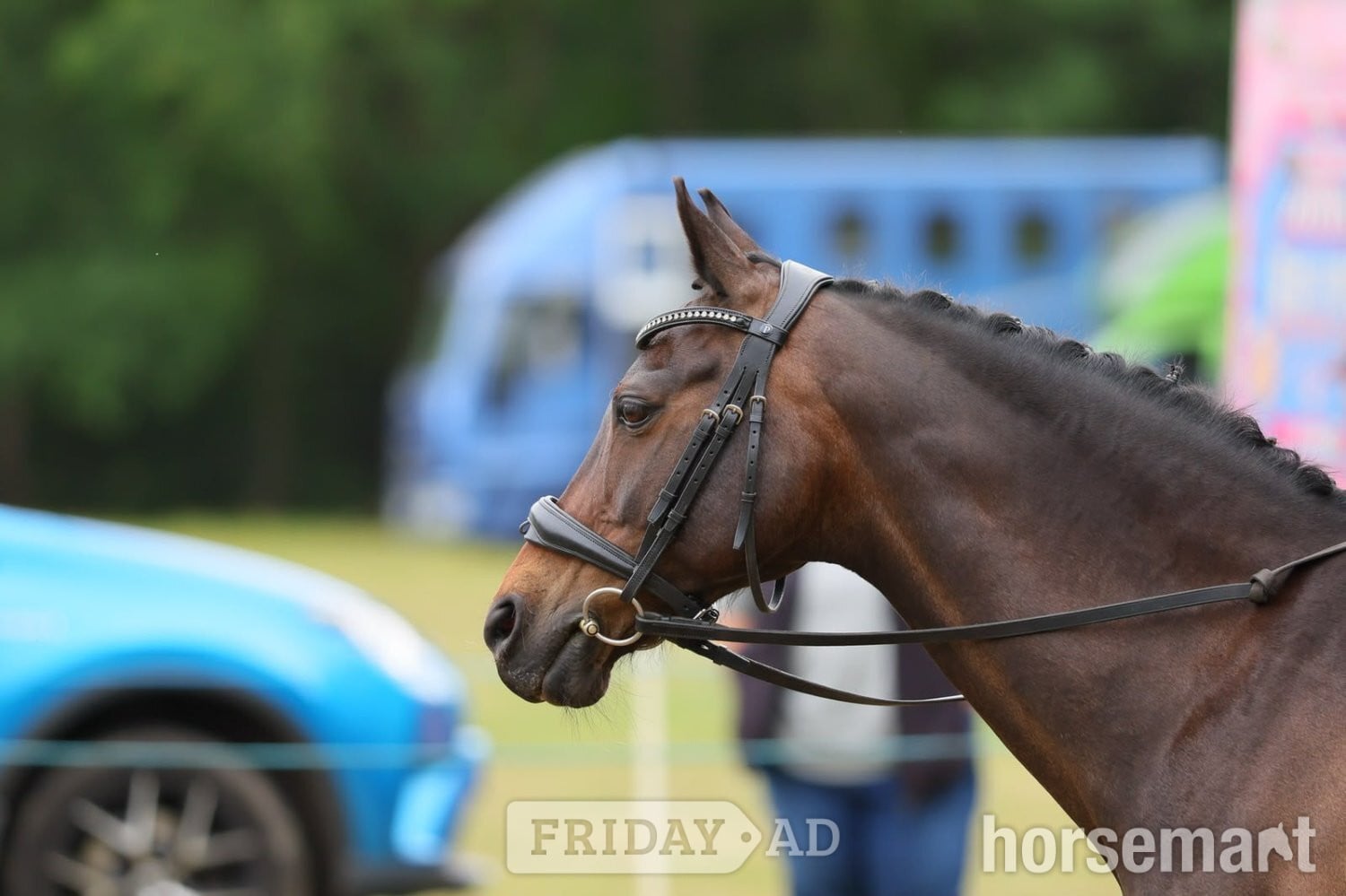 "Riverdale Othello " Bay Gelding All Rounder