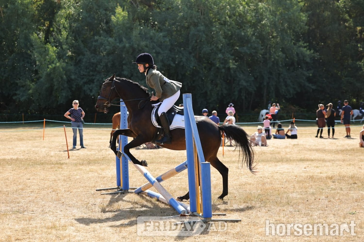 Woking "Riverdale Othello " Bay Gelding All Rounder