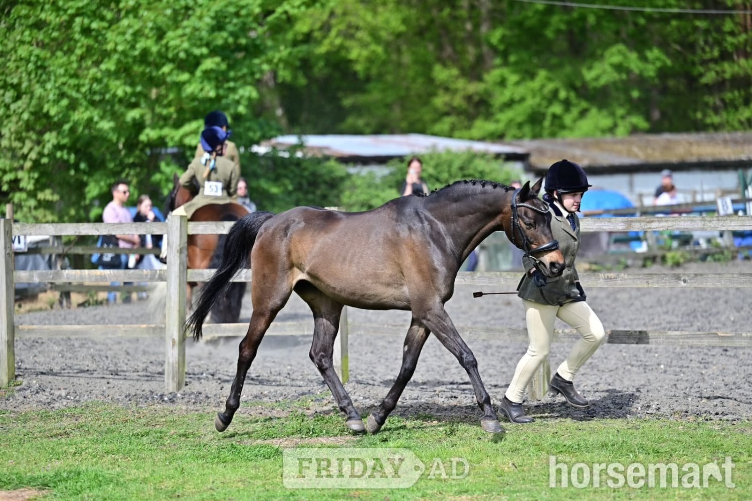 "Riverdale Othello " Bay Gelding All Rounder - Horses in Woking