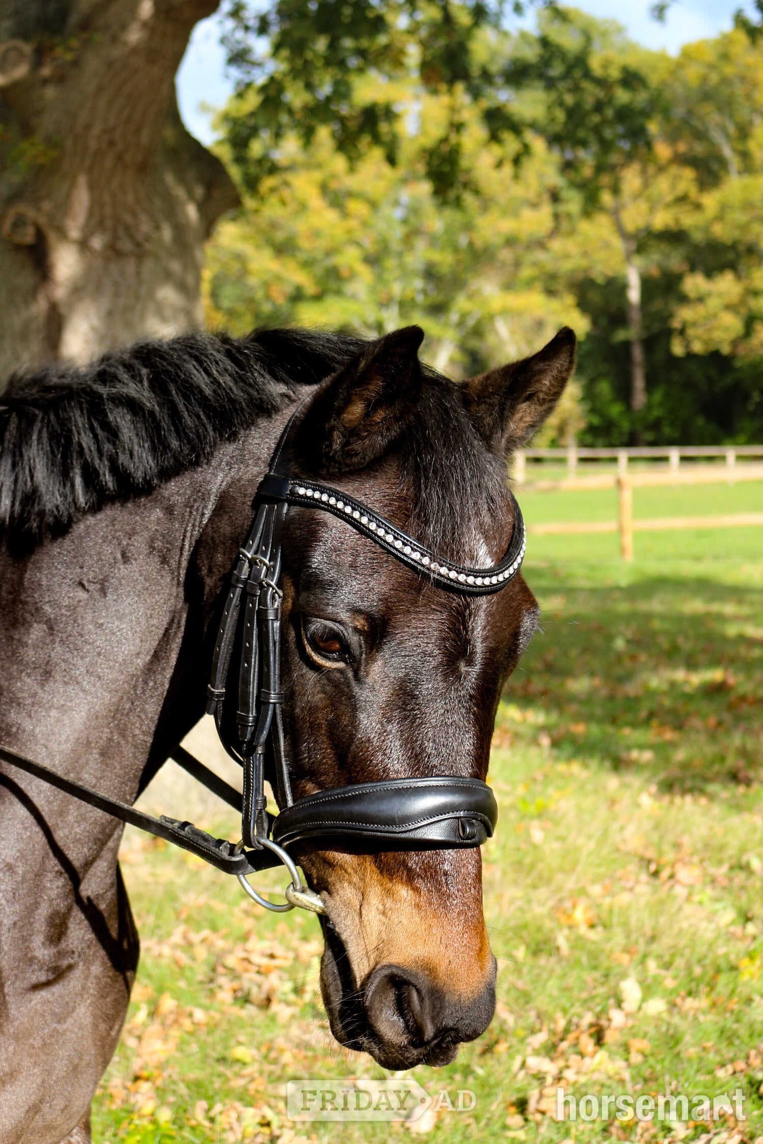 "Riverdale Othello " Bay Gelding All Rounder - Horses