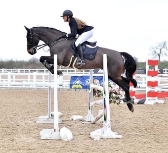 "Isabella W (Mya) " Dark Bay Mare Show Jumper