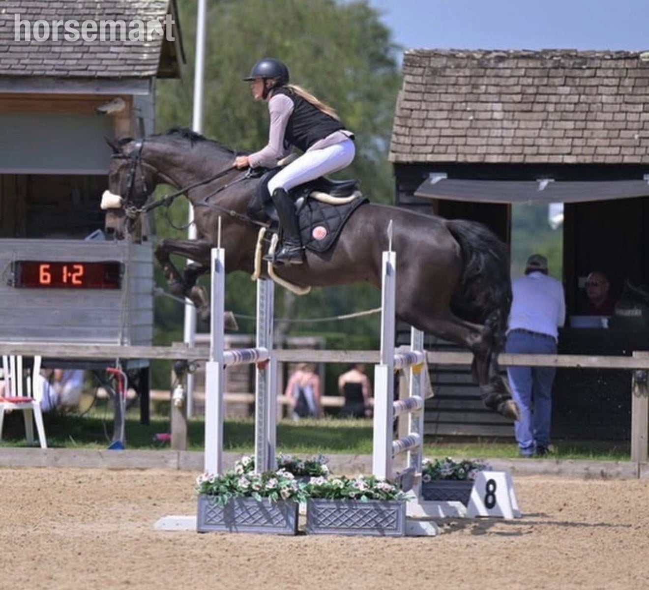 "Isabella W (Mya) " Dark Bay Mare Show Jumper
