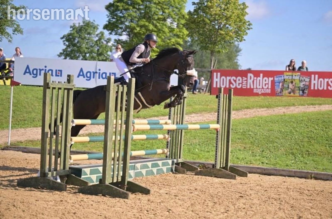 Chester "Isabella W (Mya) " Dark Bay Mare Show Jumper