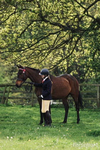 "Johnny" Bay Gelding Showing Horse