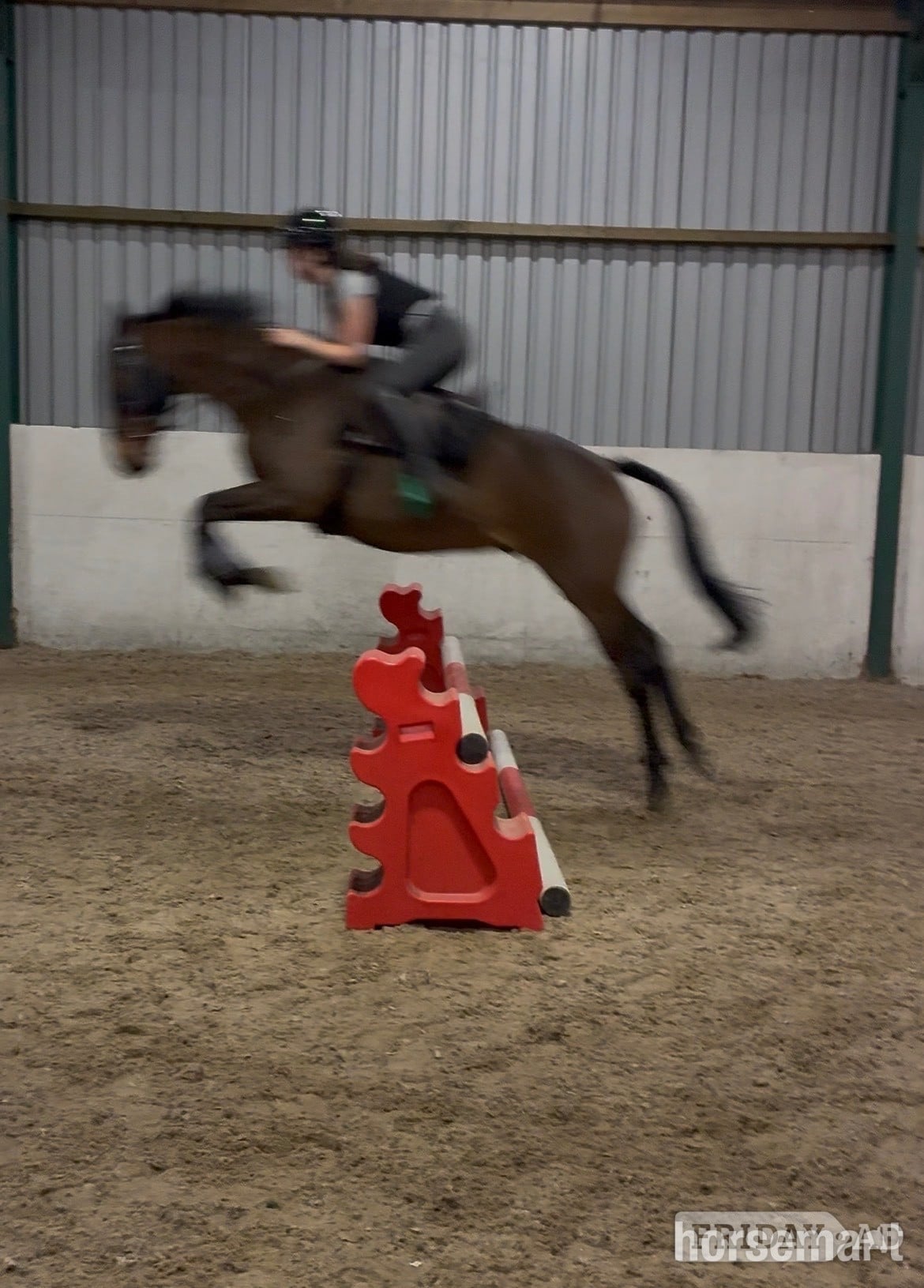 "Johnny" Bay Gelding Showing Horse - Horses in Hatton