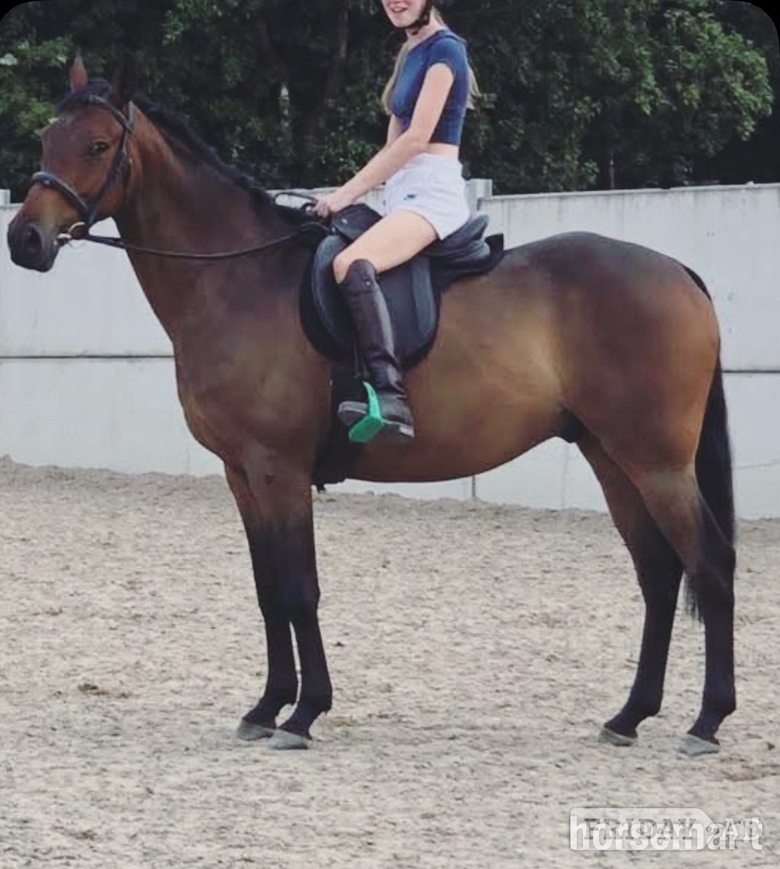 Hatton "Johnny" Bay Gelding Showing Horse