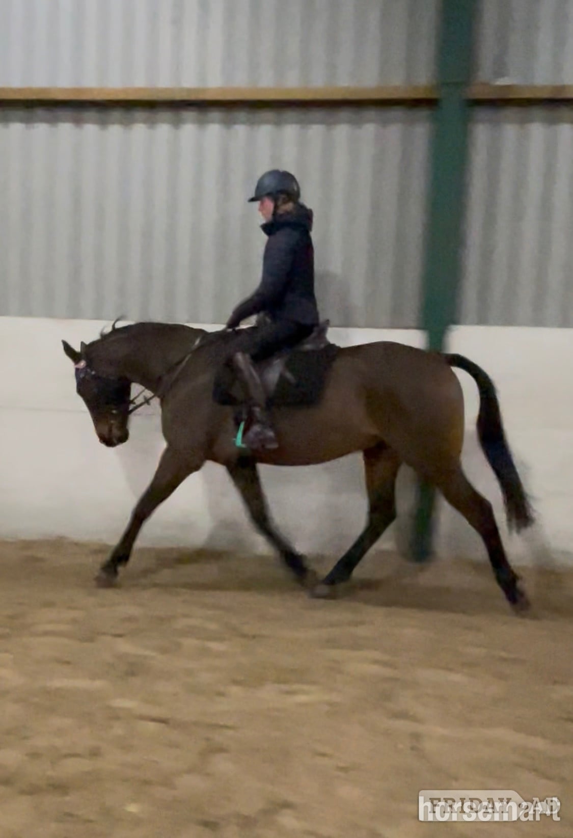 "Johnny" Bay Gelding Showing Horse