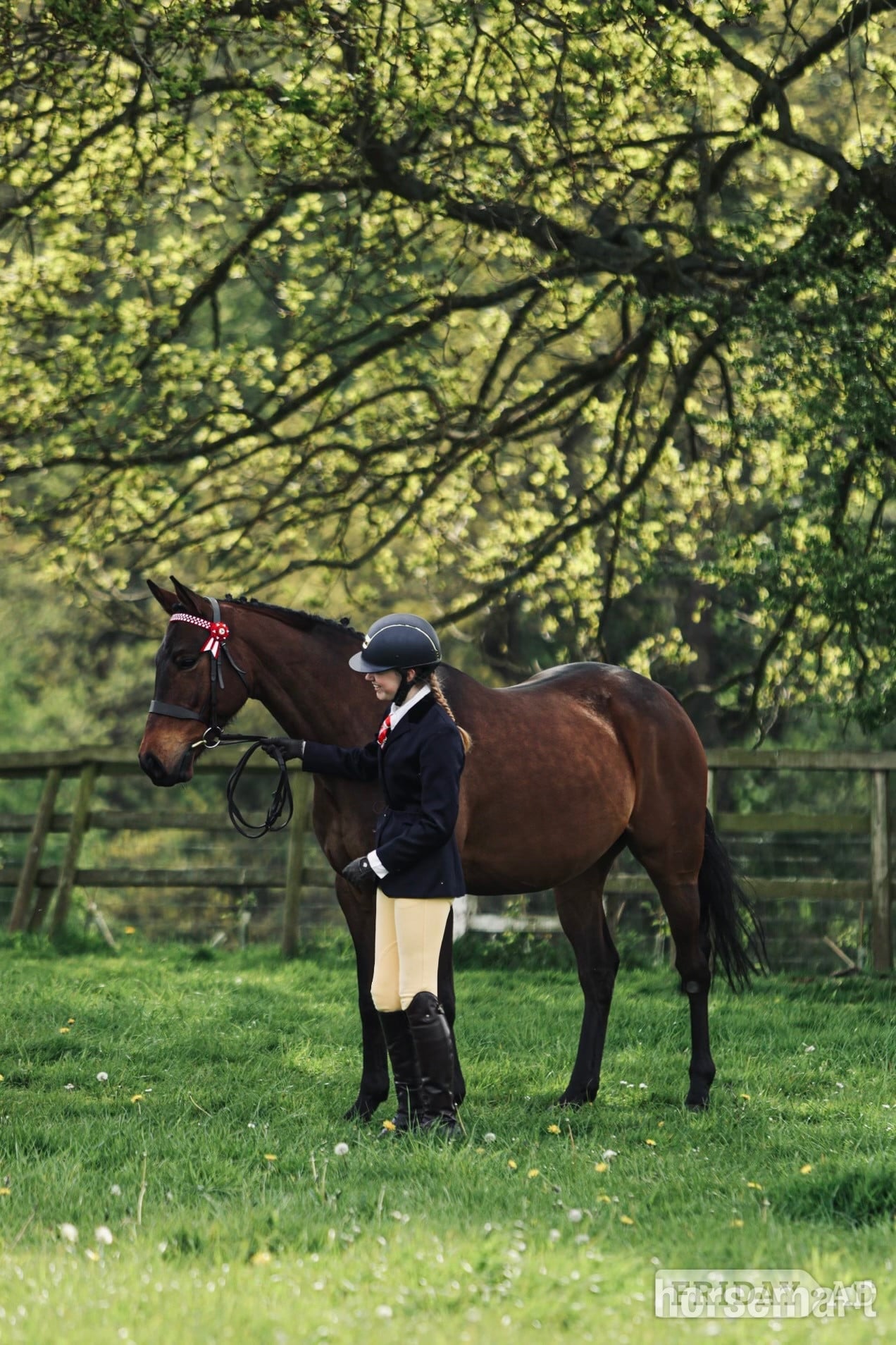 "Johnny" Bay Gelding Showing Horse in Hatton