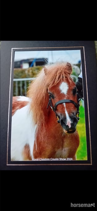 "Quest" Skewbald Gelding Miniature Horse