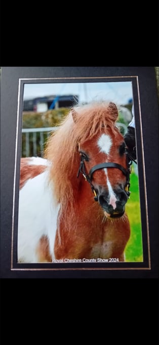 "Quest" Skewbald Gelding Miniature Horse