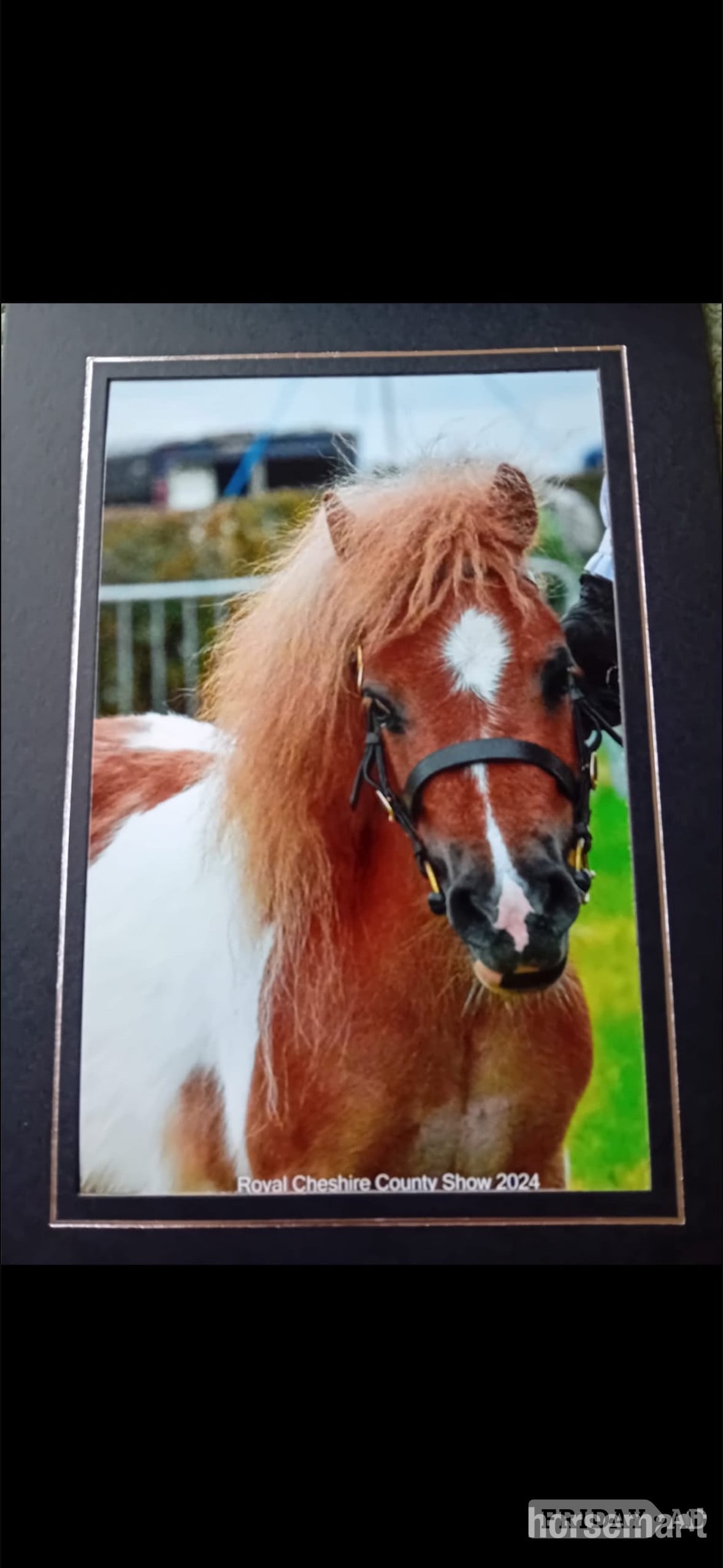 "Quest" Skewbald Gelding Miniature Horse in Glasgow