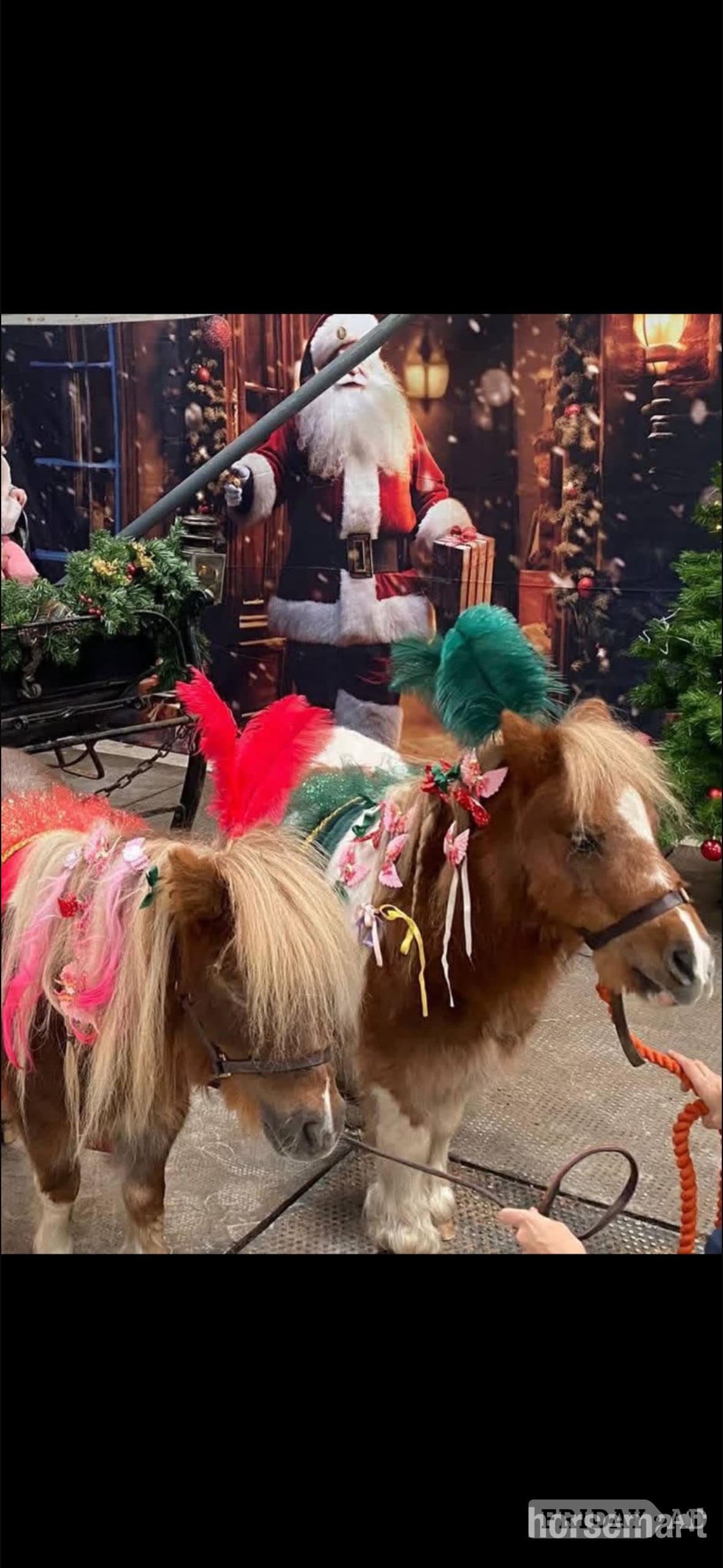 "Quest" Skewbald Gelding Miniature Horse