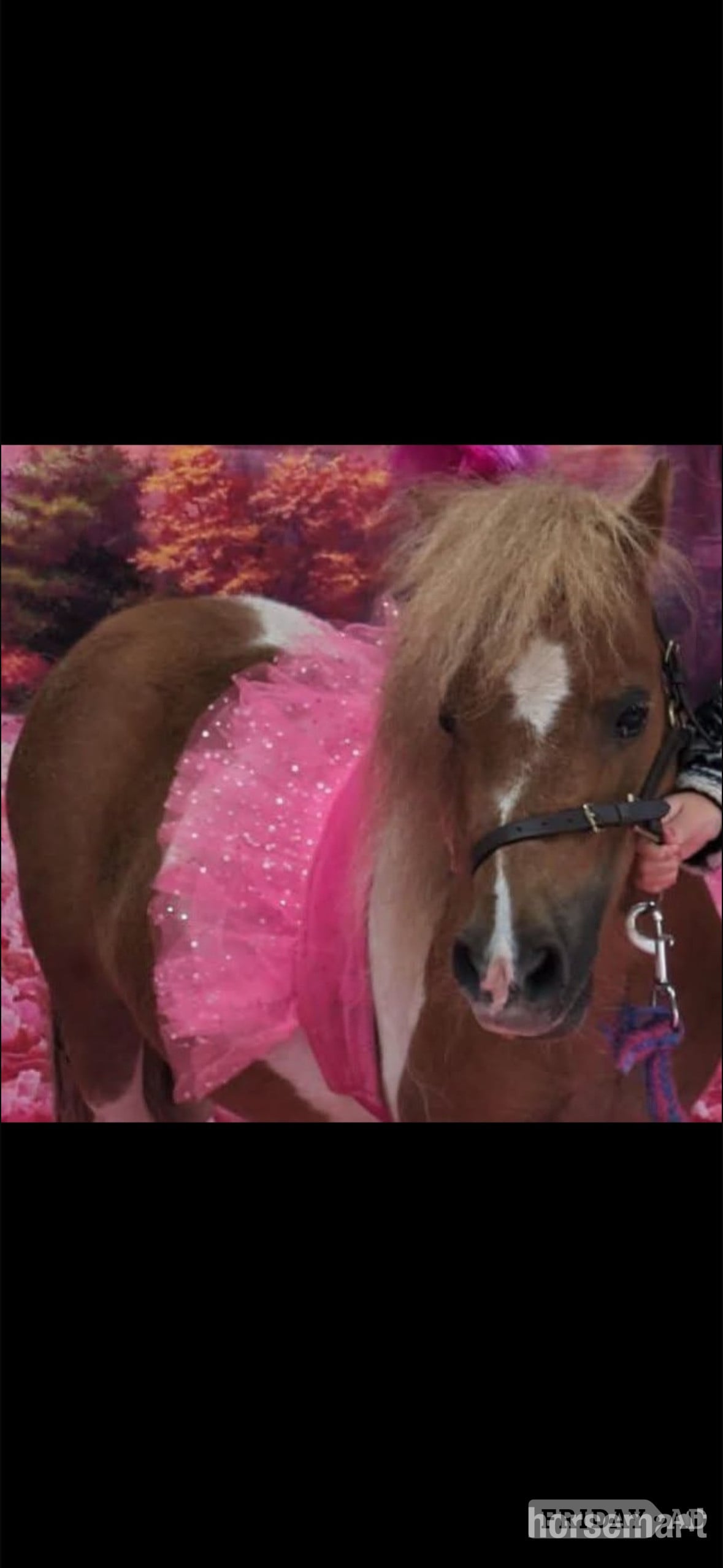 Glasgow "Quest" Skewbald Gelding Miniature Horse