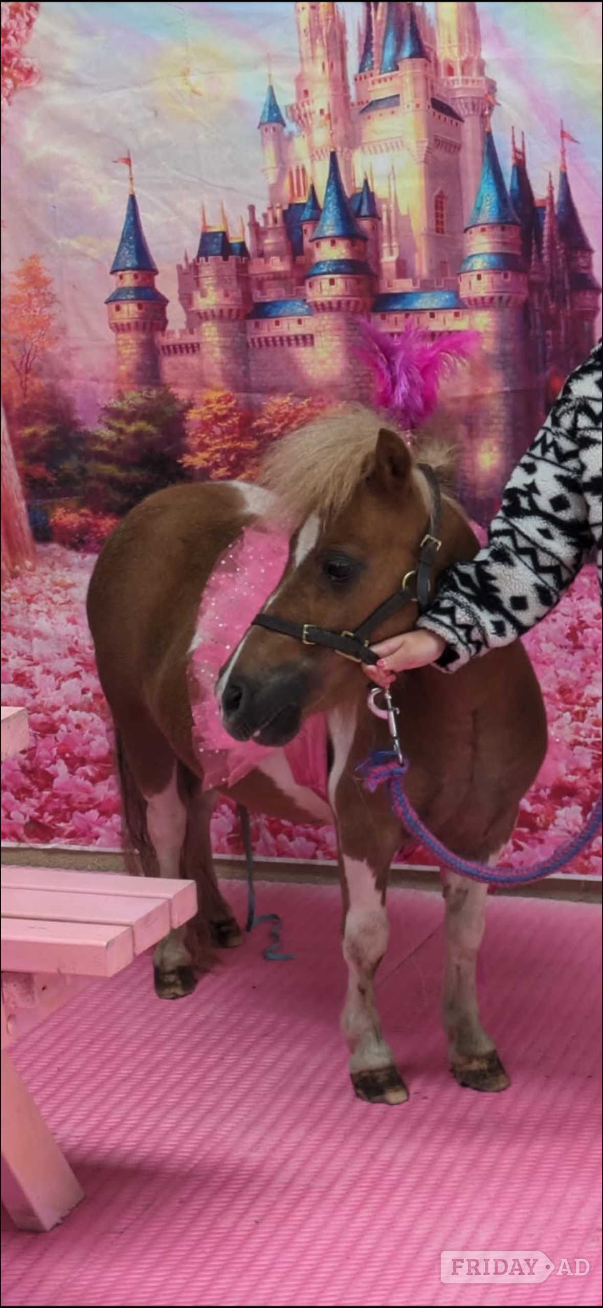 "Quest" Skewbald Gelding Miniature Horse - Horses in Glasgow