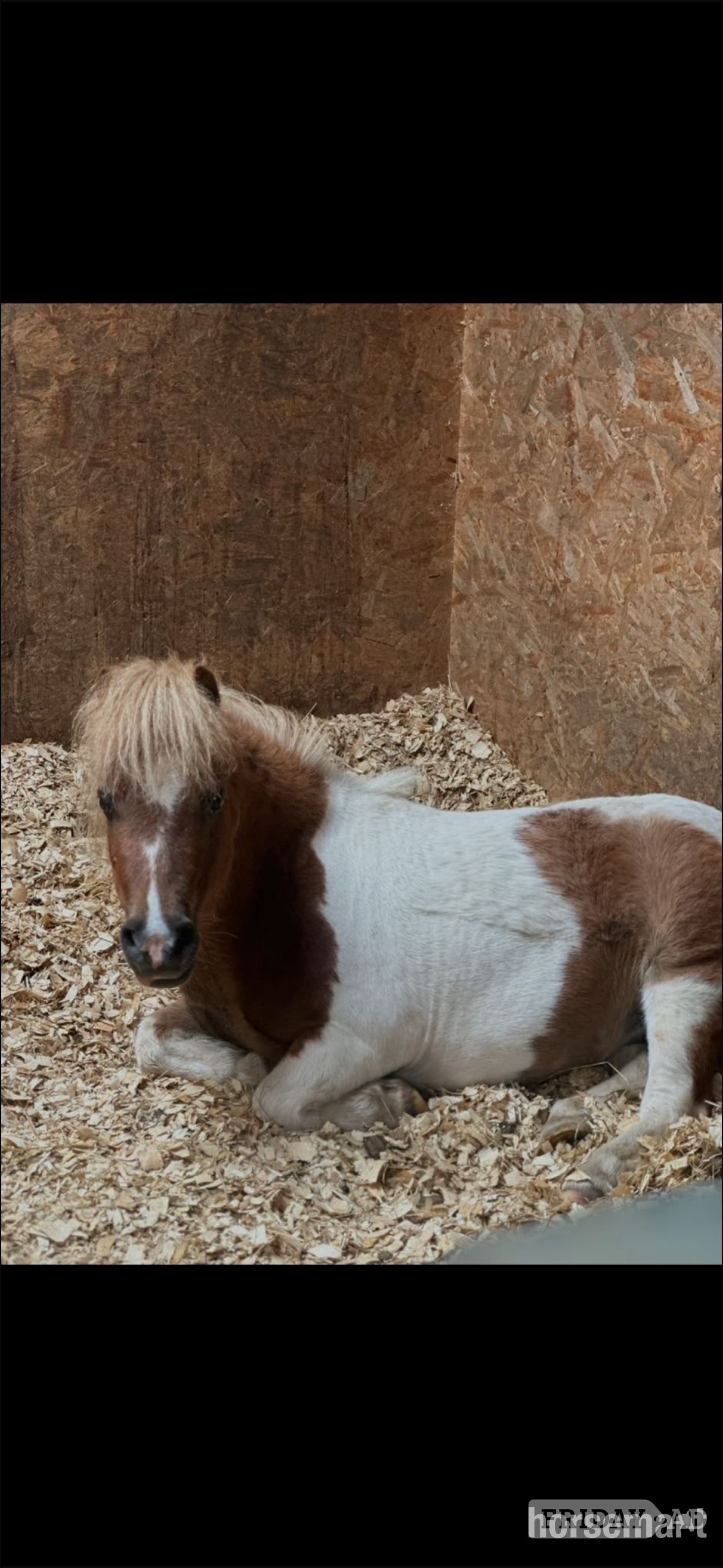 "Quest" Skewbald Gelding Miniature Horse - Horses