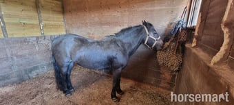 "Tinks" Bay Mare Companion Horse