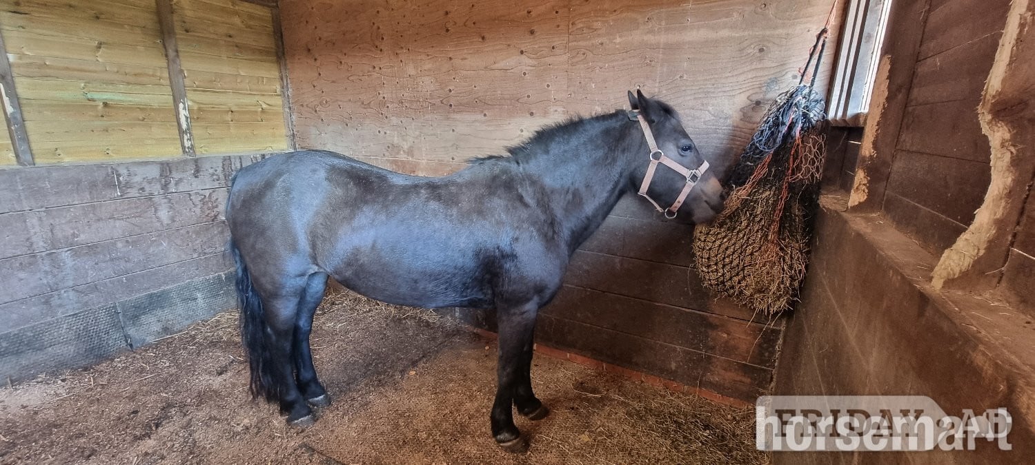 "Tinks" Bay Mare Companion Horse in Heathfield