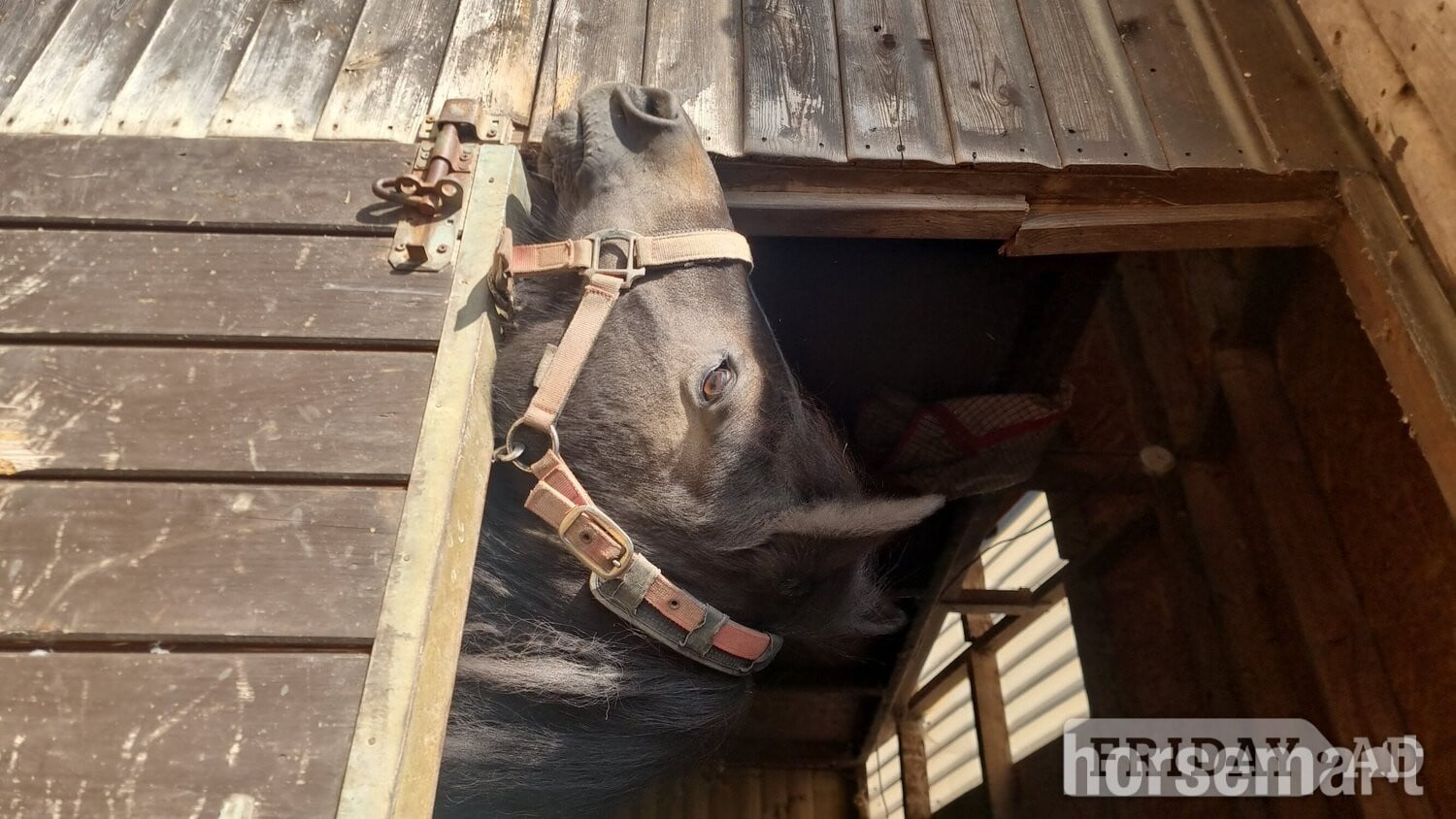 "Tinks" Bay Mare Companion Horse