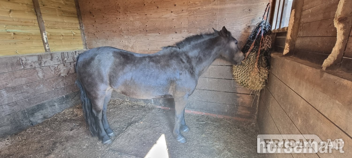Heathfield "Tinks" Bay Mare Companion Horse