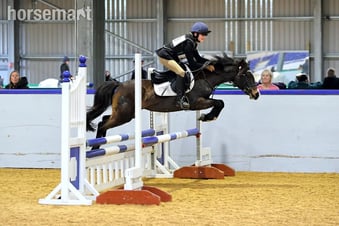 "Bathleyhills Royal Breeze (Ethel)" Bay Mare Pony Club Pony