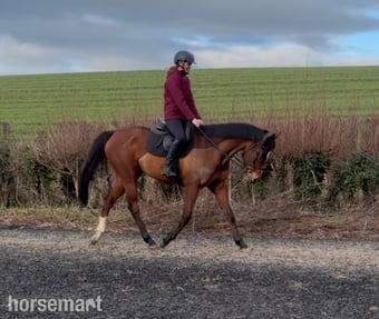 "Flame "  Mare All Rounder