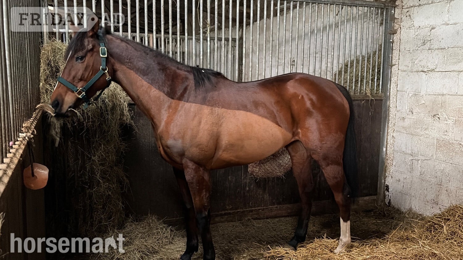 Bridgwater "Flame "  Mare All Rounder