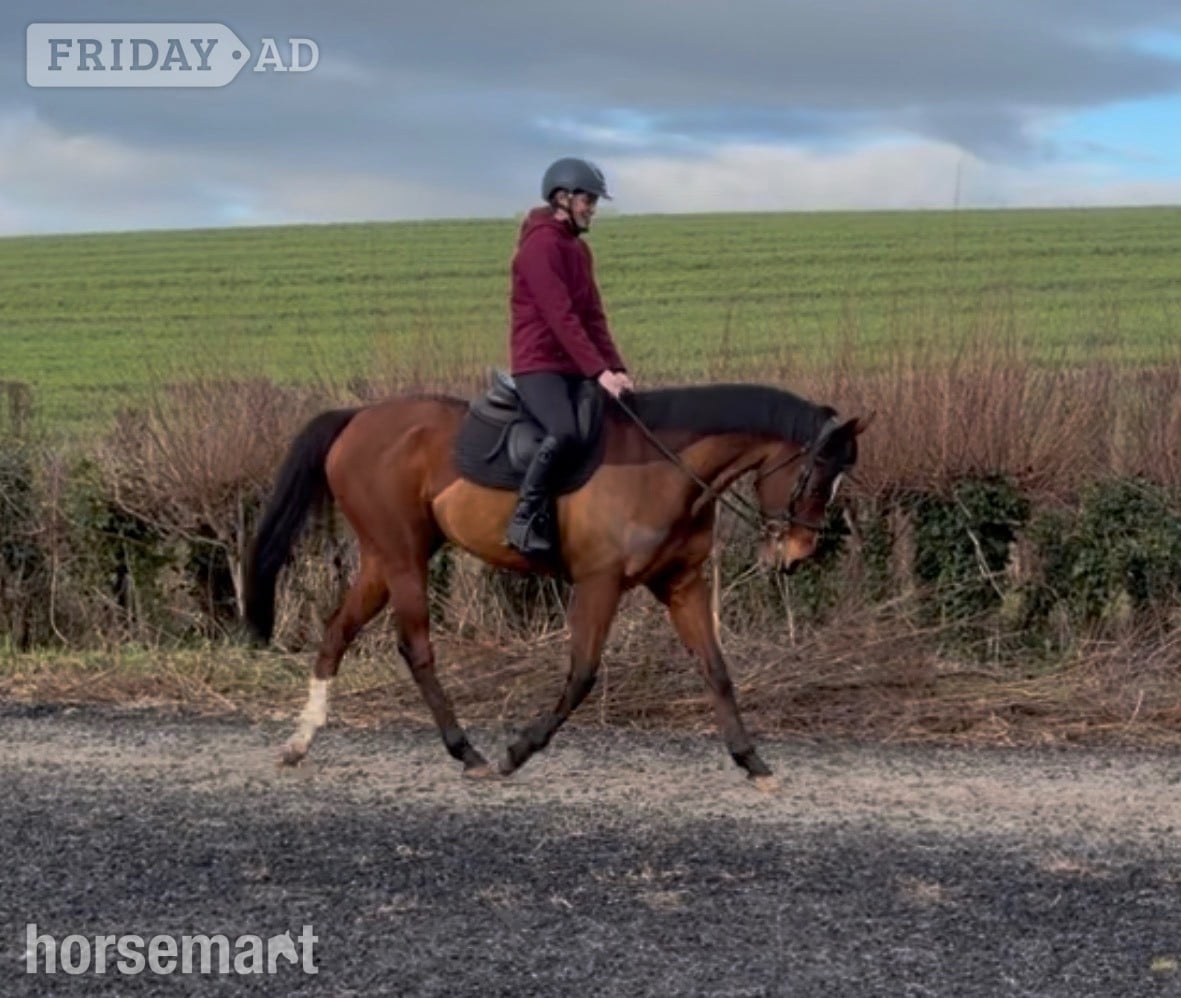 "Flame "  Mare All Rounder in Bridgwater