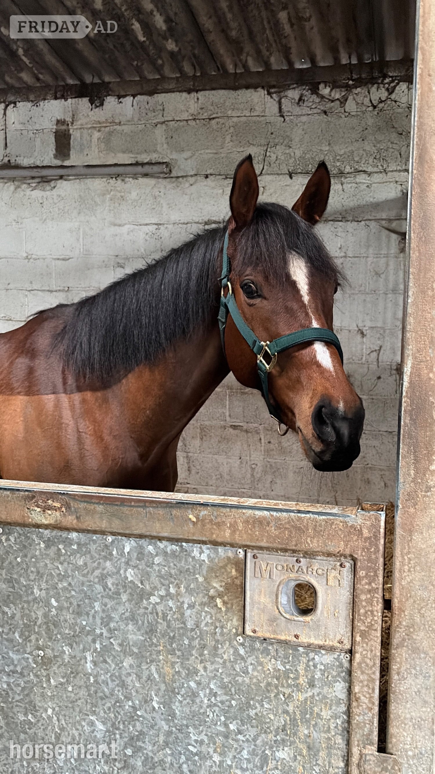 "Flame "  Mare All Rounder - Horses in Bridgwater
