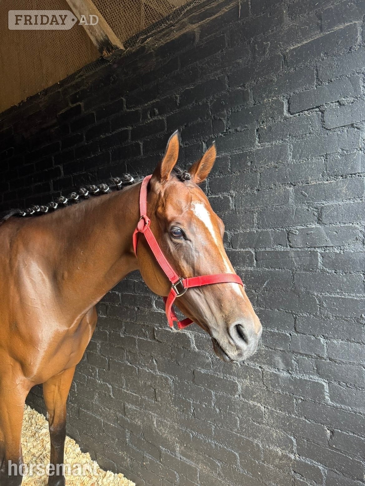 "Flame "  Mare All Rounder - Horses