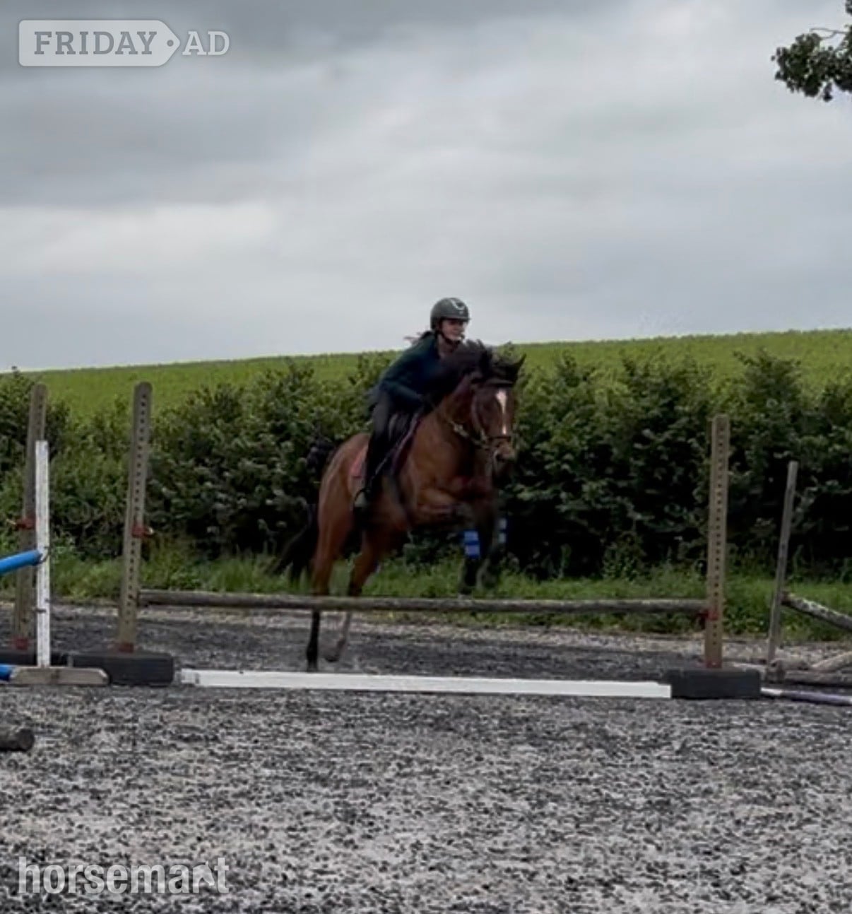 "Flame "  Mare All Rounder
