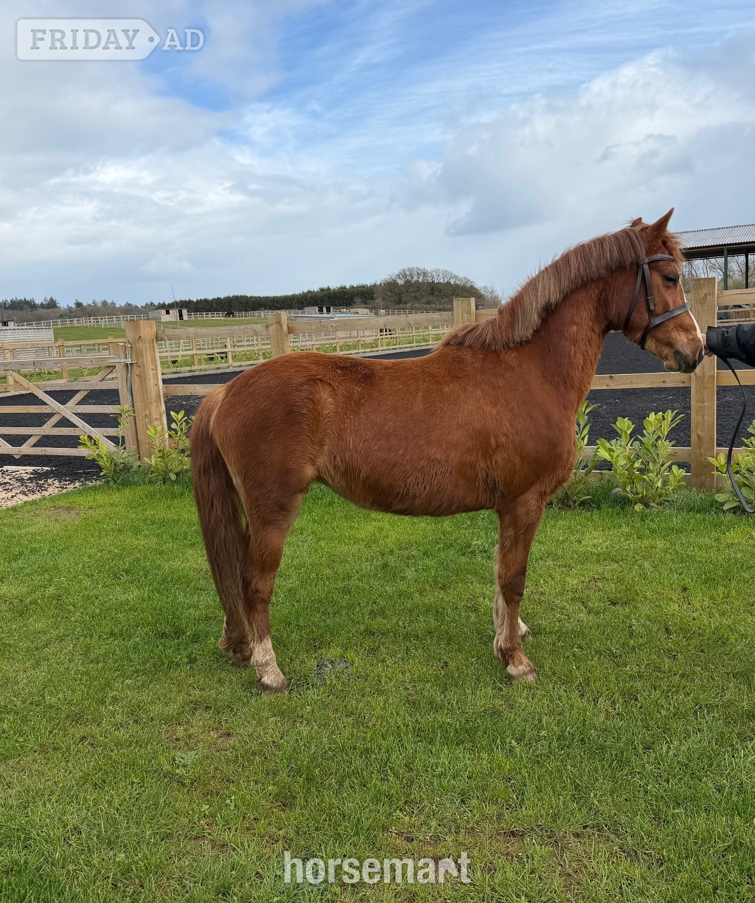 "Grange Bank Lucky Lady "  Mare Mountain & Moorland Pony in Newport