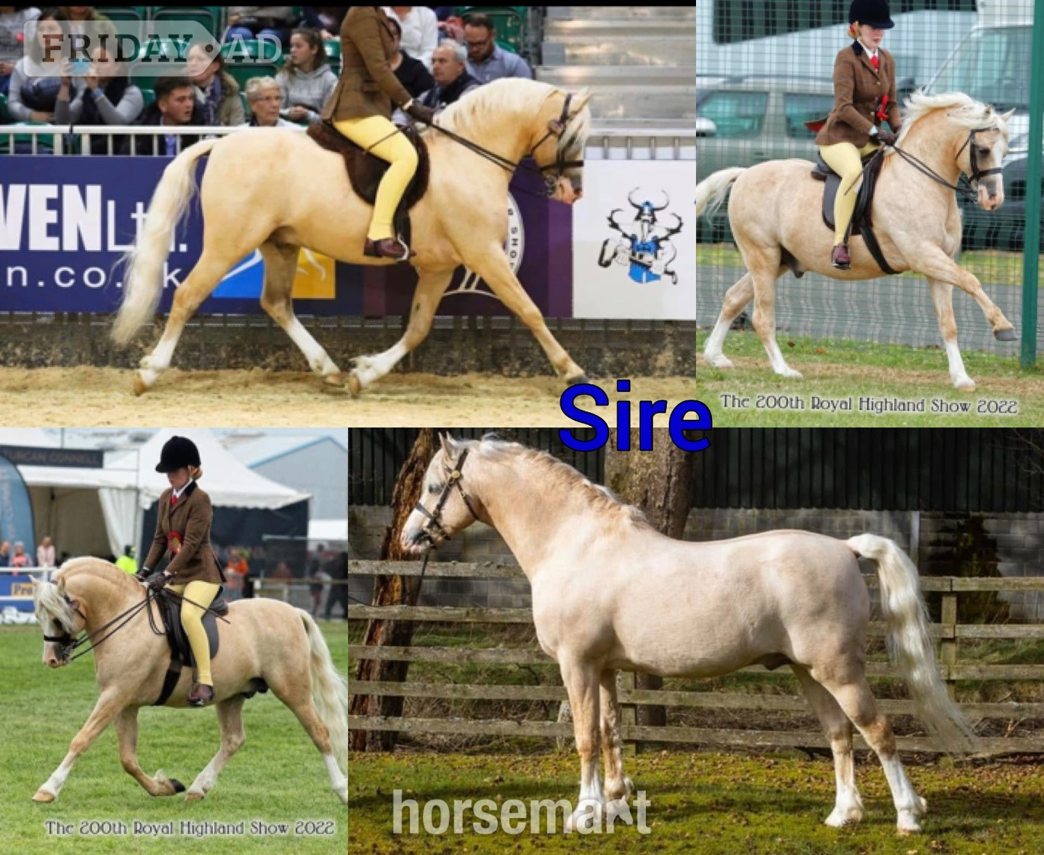 "Grange Bank Lucky Lady "  Mare Mountain & Moorland Pony