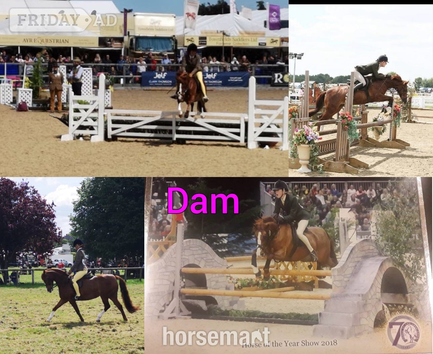 Newport "Grange Bank Lucky Lady "  Mare Mountain & Moorland Pony