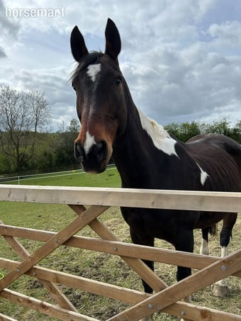 "Magic" Skewbald Gelding Happy Hacker