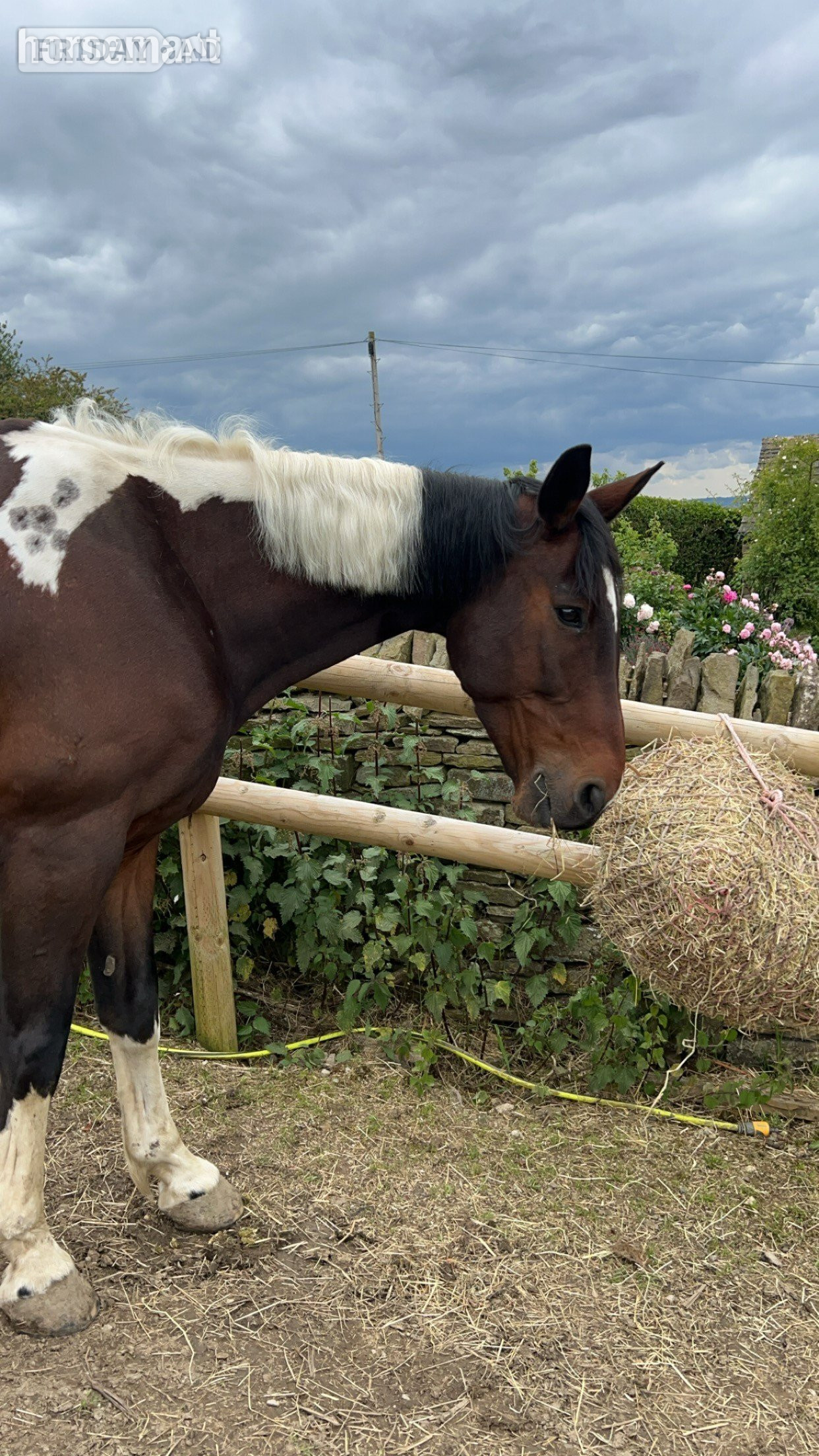 "Magic" Skewbald Gelding Happy Hacker