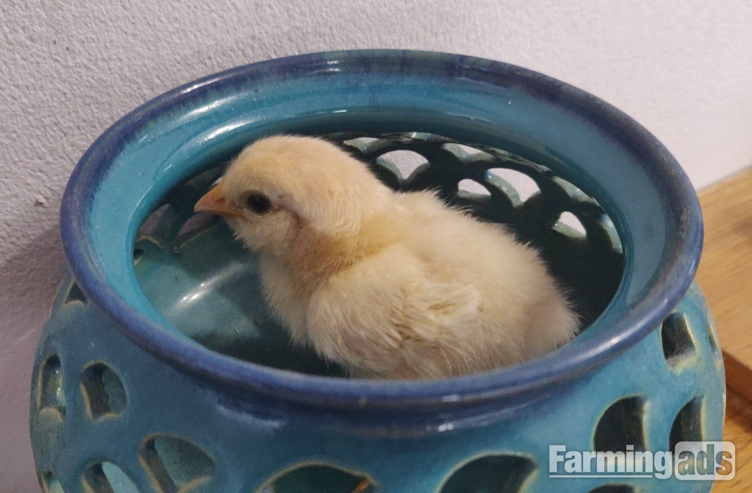 Newborn chicks for sale in London  in London