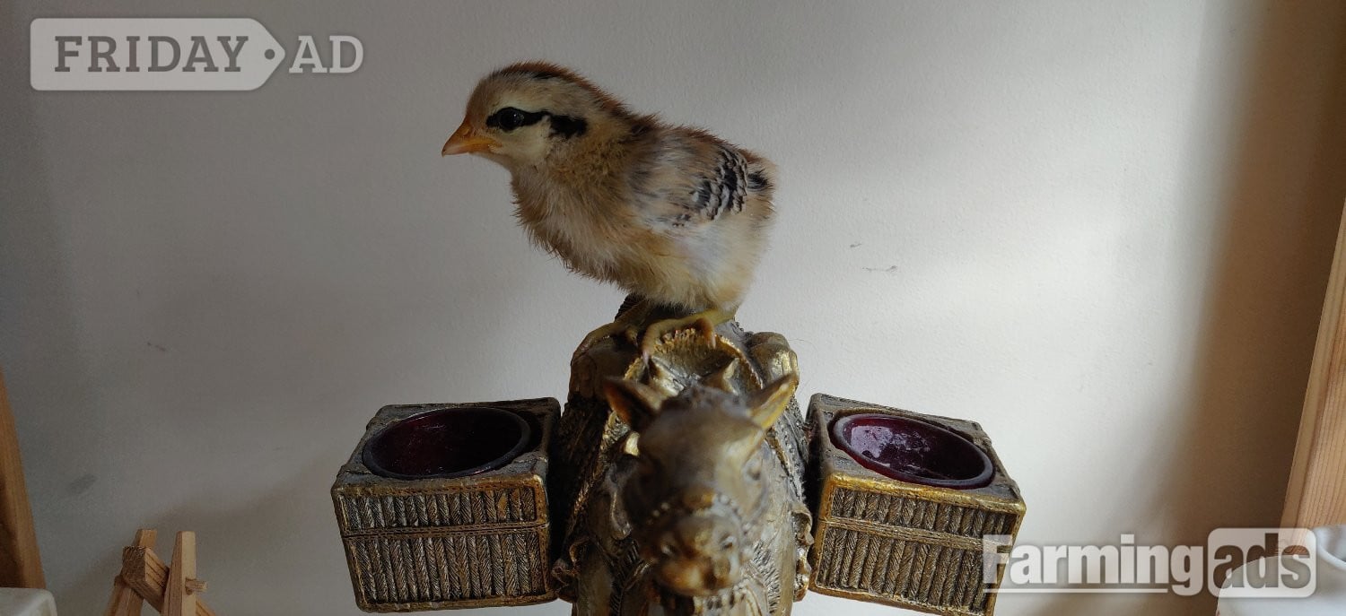 Newborn chicks for sale in London 
