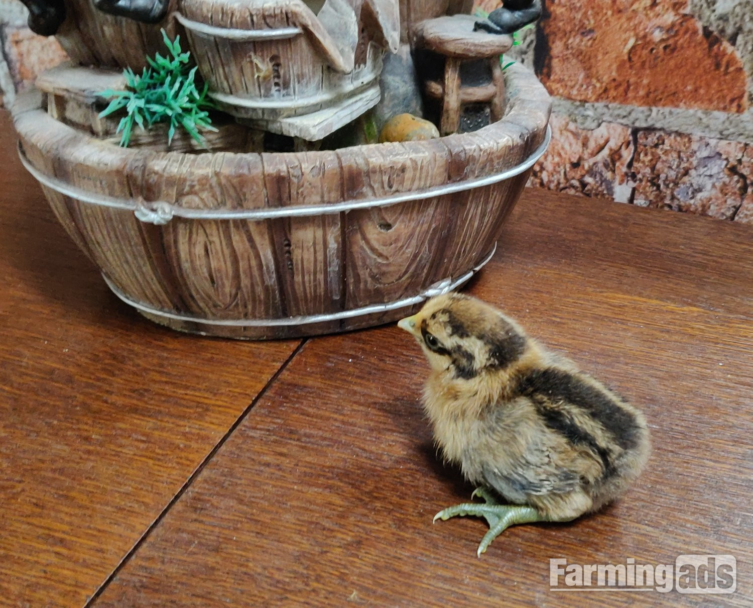 Newborn chicks for sale in London  - Poultry in London