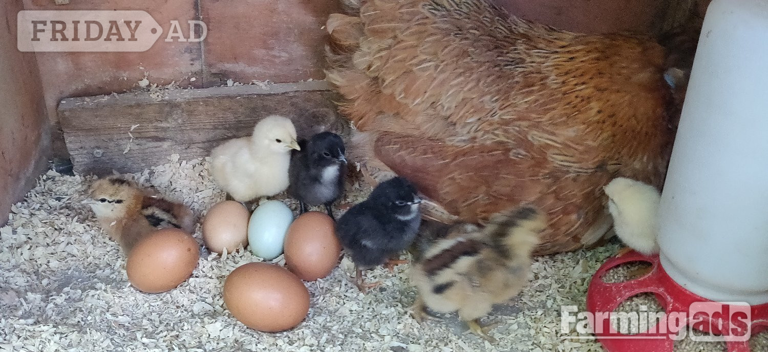Newborn chicks for sale in London  - Poultry