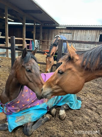 "Forbearing 'Fuzz'" Bay Gelding Companion Horse