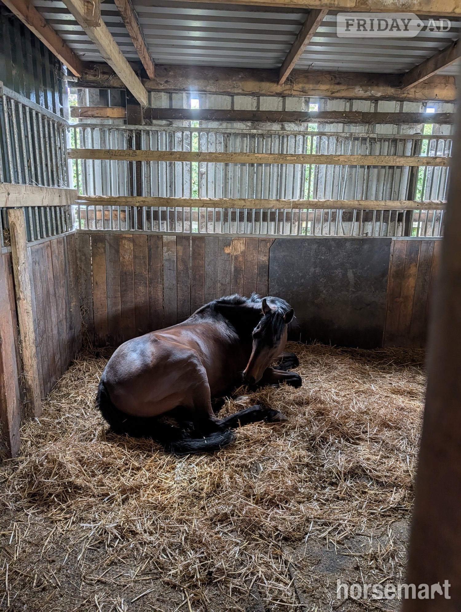 "Forbearing 'Fuzz'" Bay Gelding Companion Horse