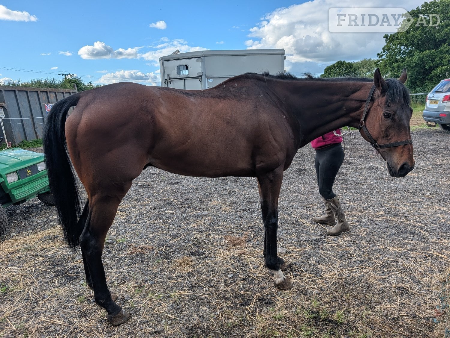 Goole "Forbearing 'Fuzz'" Bay Gelding Companion Horse