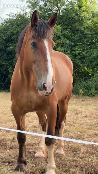 "Angus The First" Bay Gelding Cob/Heavy Horse