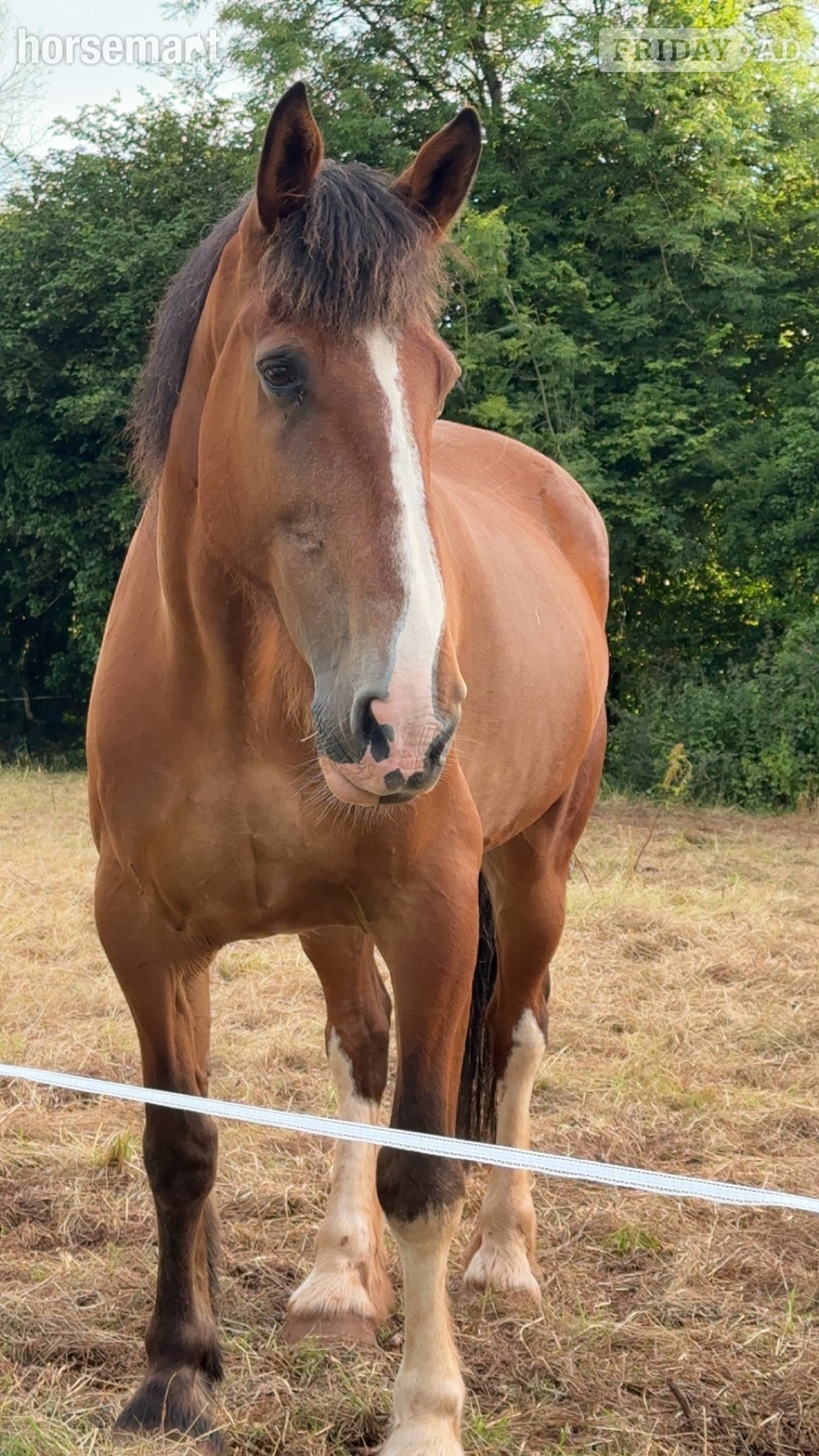 "Angus The First" Bay Gelding Cob/Heavy Horse in Radstock