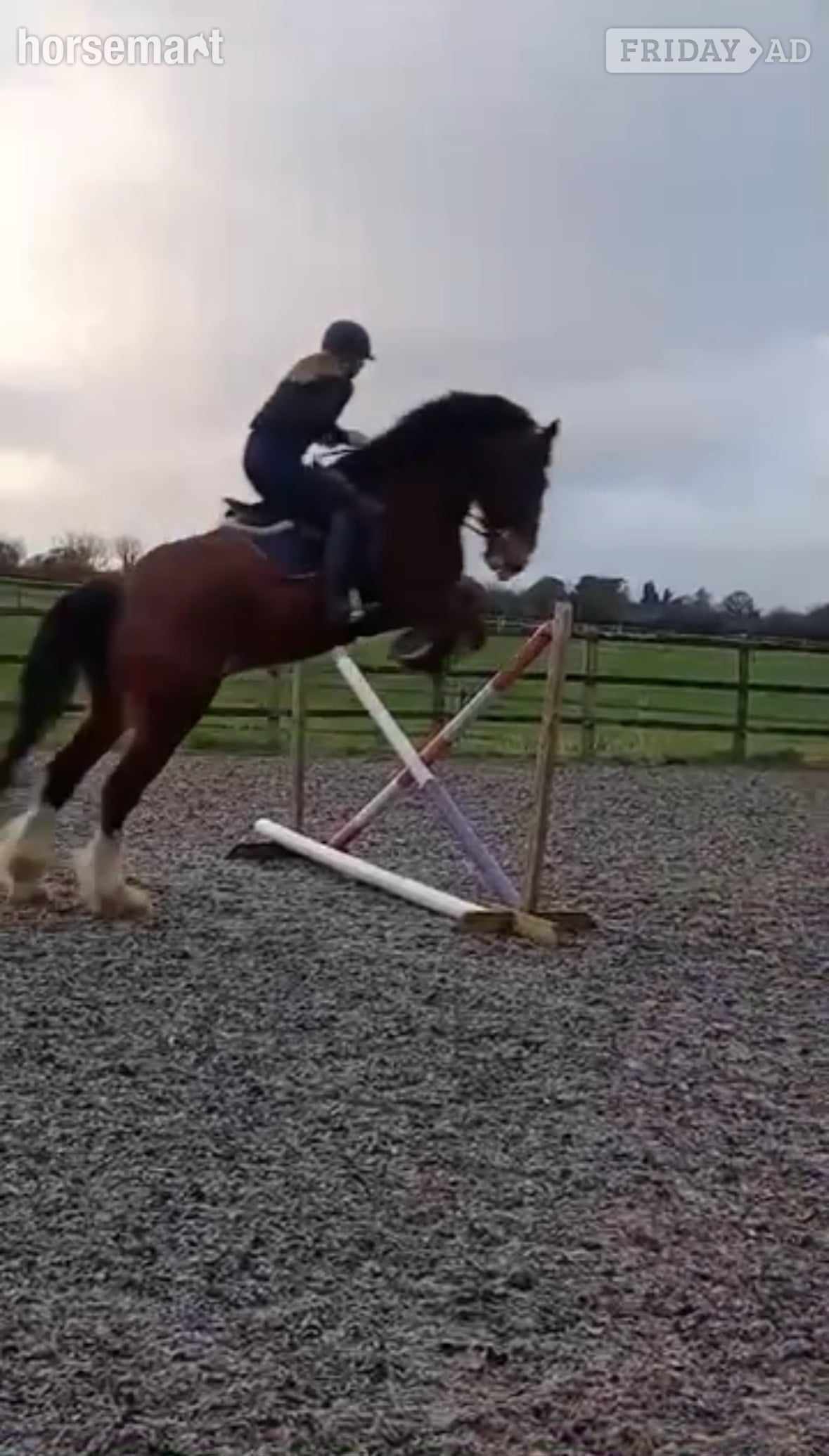 "Angus The First" Bay Gelding Cob/Heavy Horse
