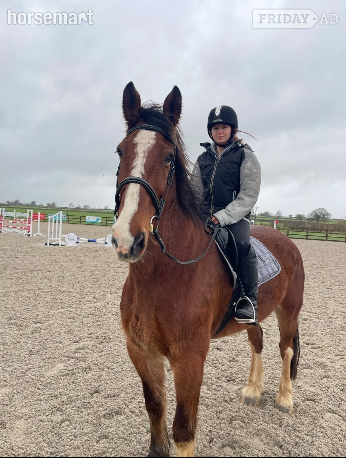 Radstock "Angus The First" Bay Gelding Cob/Heavy Horse