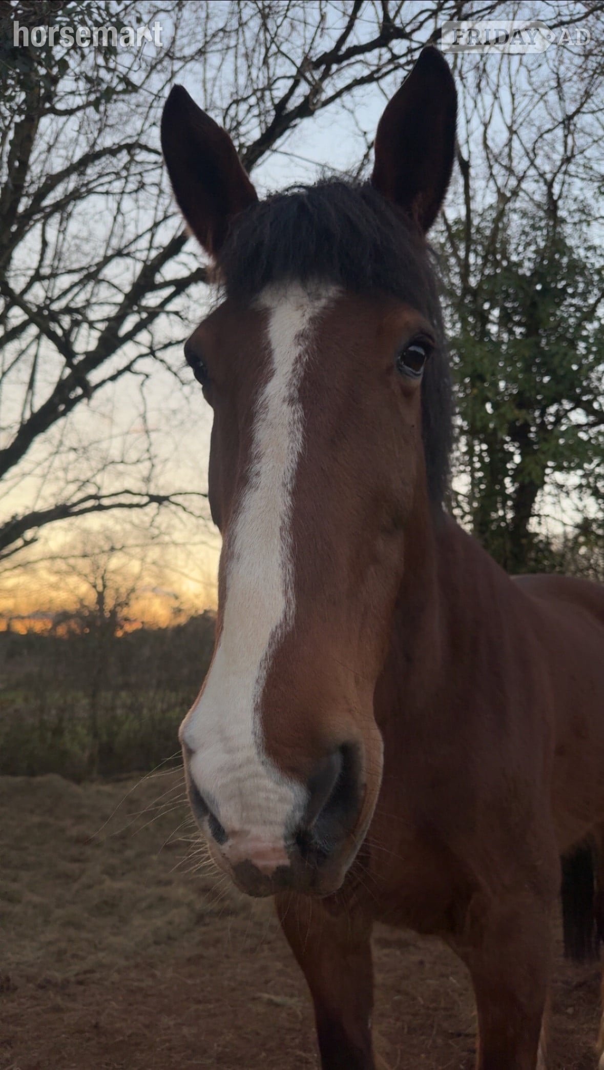 "Angus The First" Bay Gelding Cob/Heavy Horse - Horses in Radstock