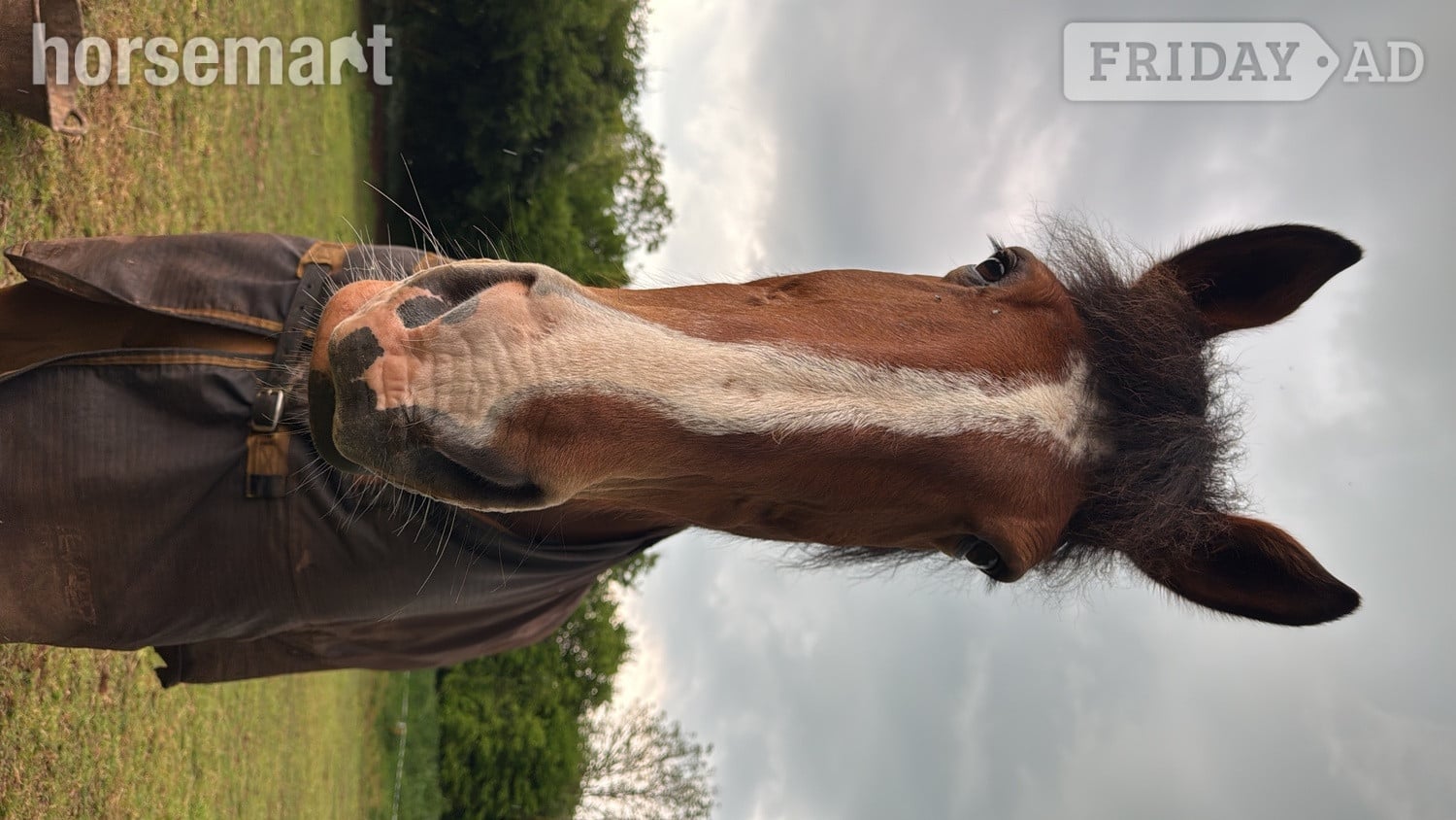 "Angus The First" Bay Gelding Cob/Heavy Horse - Horses