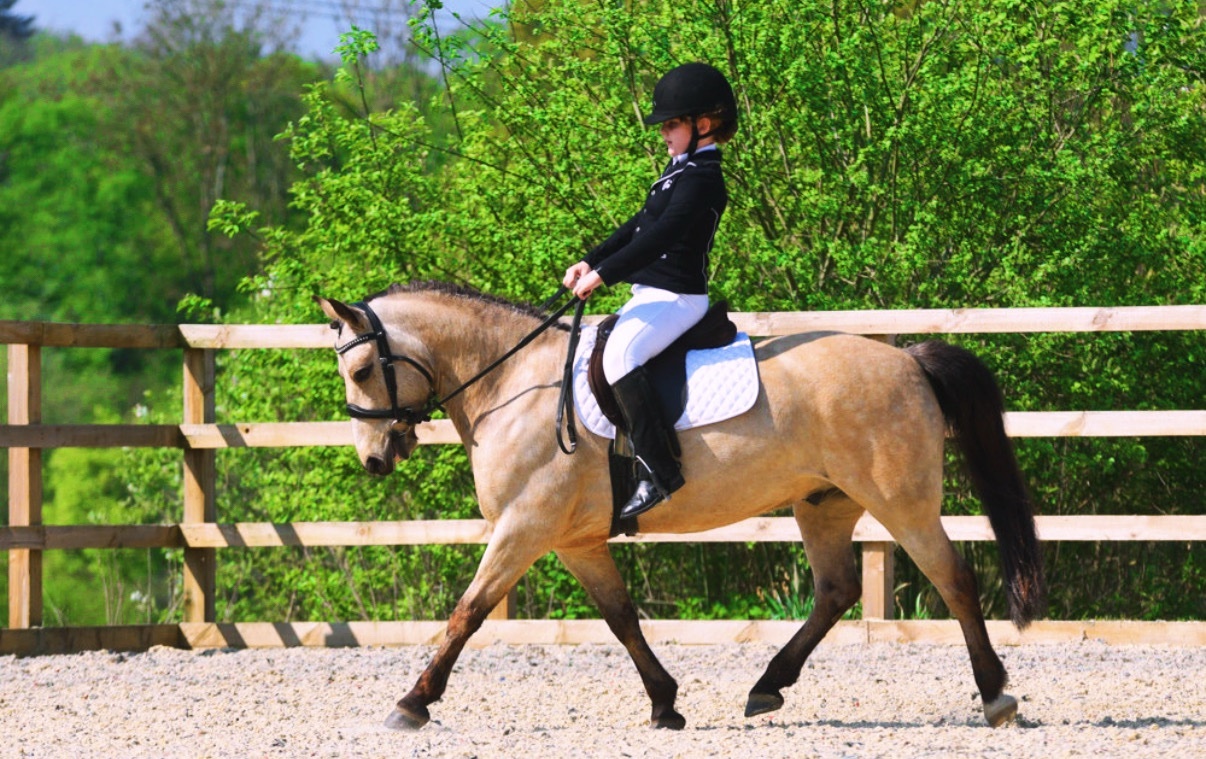 "Dun Dancing" Dun Gelding All Rounder
