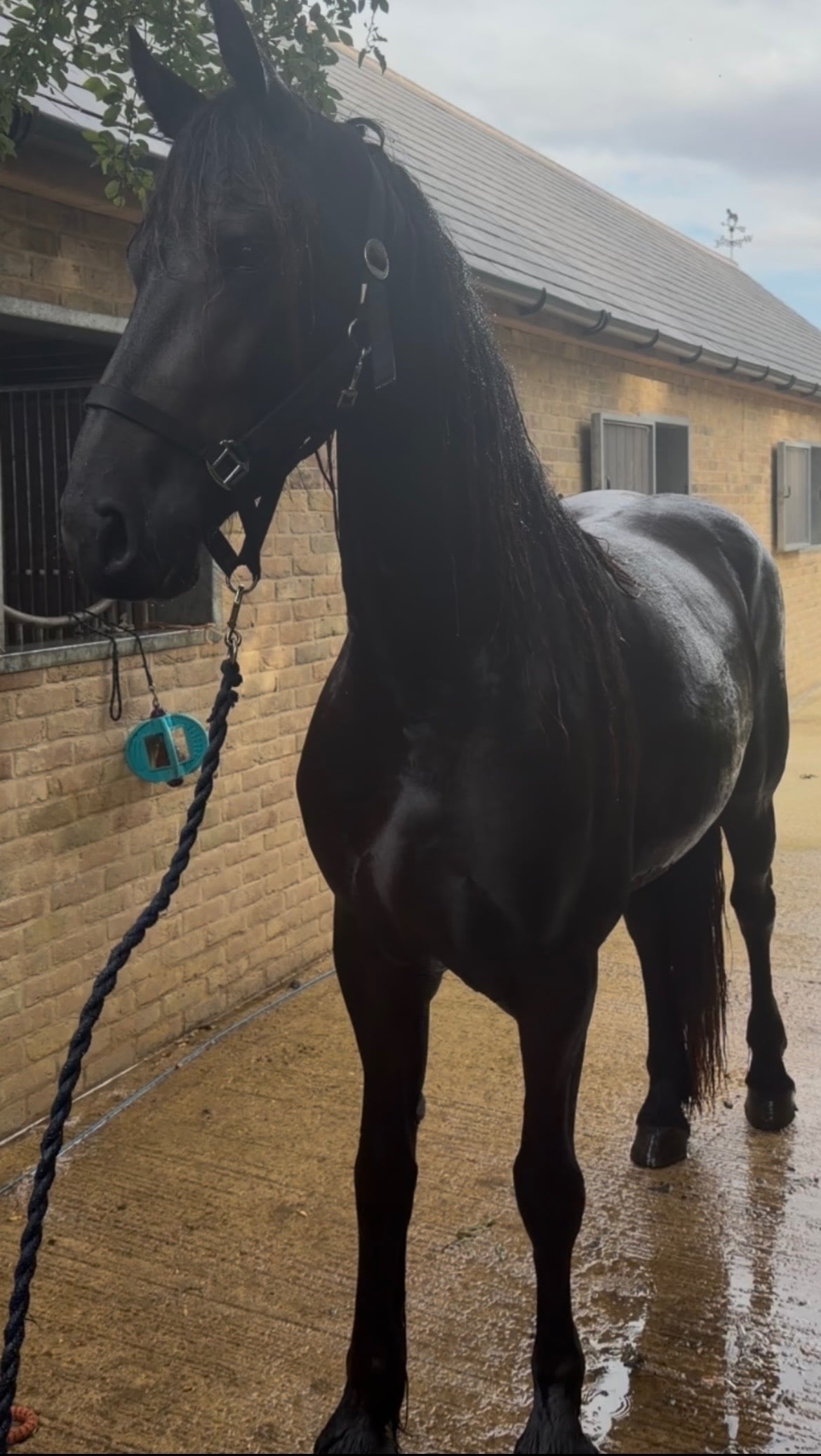 "Witske" Black Mare Dressage Horse